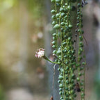 Shop Succulents 6" String of Pearls Hanging Succulent Live Plant, Versatile for Hanging Baskets, Vertical Gardens, Indoor & Outdoor Decor, Low-Maintenance Indoor Plant