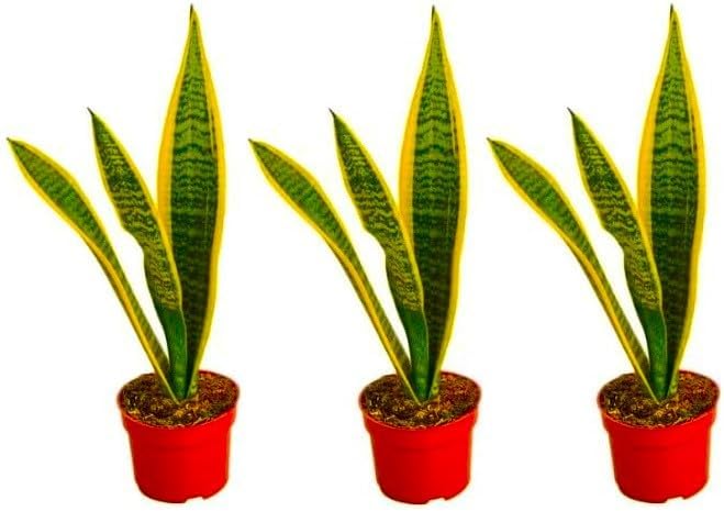 Live Snake Plant, Sansevieria 3 Pack in 3-inch Pot, NO Shipping to CA