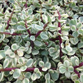 Generic Variegated Elephant Bush (Rainbow Bush) Portulacaria, Live Plant, 3.5"" Pot., green, white