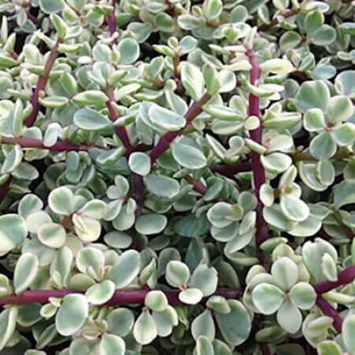 Generic Variegated Elephant Bush (Rainbow Bush) Portulacaria, Live Plant, 3.5"" Pot., green, white
