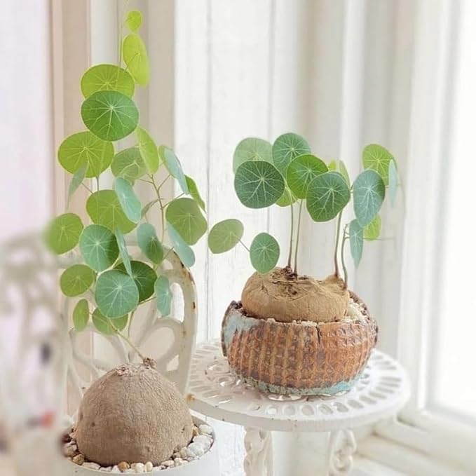 Stephania Cephalantha Live Plant, 2.5-3" Caudex with Sprouts, Rare Hardy Caudex Succulent Houseplant for Indoor Growing and Home Décor