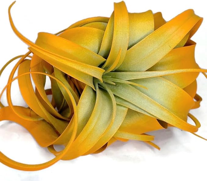 XL Xerographica Colored Air Plant, Live Tillandsia House Plant, Easy Care Indoor Outdoor, Great Gift, Healthy Arrival Guaranteed (Bright Orange)