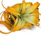 XL Xerographica Colored Air Plant, Live Tillandsia House Plant, Easy Care Indoor Outdoor, Great Gift, Healthy Arrival Guaranteed (Bright Orange)