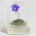 Live Pinguicula cyclosecta (Violet-Rosette Mexican Butterwort) in Glass Dome – Zero-Care Carnivorous Plant Terrarium, Succulent-Like Carnivore Plant.