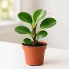 Peperomia Obtusifolia Live Plant – Baby Rubber Plant in 2 Inch Pot – Easy Care Indoor Houseplant with Glossy Green Leaves