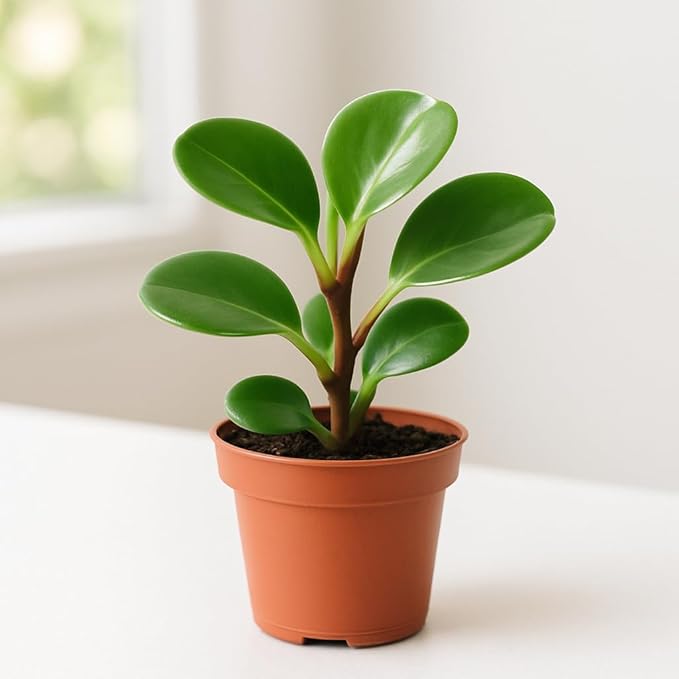 Baby Rubber Plant (Peperomia obtusifolia) – Live Plant in 2 Inch Pot - Waxy, Spoon-Shaped Foliage with a Vibrant Green hue