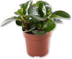 Peperomia Obtipan Green - 2 Live Starter Plants in 2 Inch Growers Pots - Peperomia Obtusifolia - Green Baby Rubber Plant - Elegant Indoor Houseplant