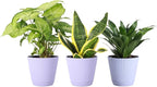 Thorsen's Greenhouse Live Low Light Houseplants (3 Pack), Easy to Grow Indoor Plants, Grower's Choice Bundle, 4-inch Diameter Established Plants, Decorative Lavender Ruffled Pot (3-Pack)