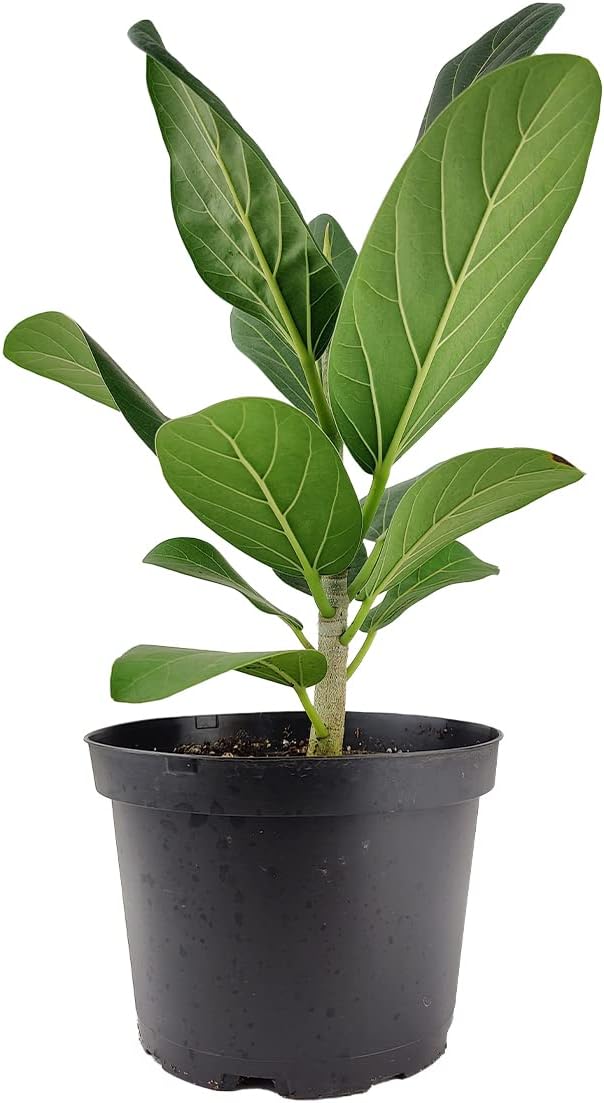 Ficus Audrey (6" Grower Pot) - Live, Healthy, Indoor Air Purifier Houseplants for Gift or Home Décor - Feng Shui Plant for Home Office - Easy to Care Houseplants for Beginners