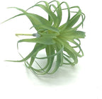 2 PCS Artificial Succulents Plants Real Touch Lifelike Succulants Plants Faux Greenery Plants Garden DIY Home Office Decoration Ornament (Air Plant)