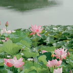 50 Mixed Bowl Lotus Seeds, Bonsai Lotus Seeds for Planting (Nelumbo), Aquatic Flowering Plant for Ponds, Water Gardens & Indoor Containers