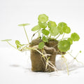 Whorled Pennywort Hydrocotyle Verticillata Live Aquarium Plants Freshwater Fish Tank with Roots (1 Cube)