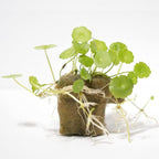 Whorled Pennywort Hydrocotyle Verticillata Live Aquarium Plants Freshwater Fish Tank with Roots (1 Cube)