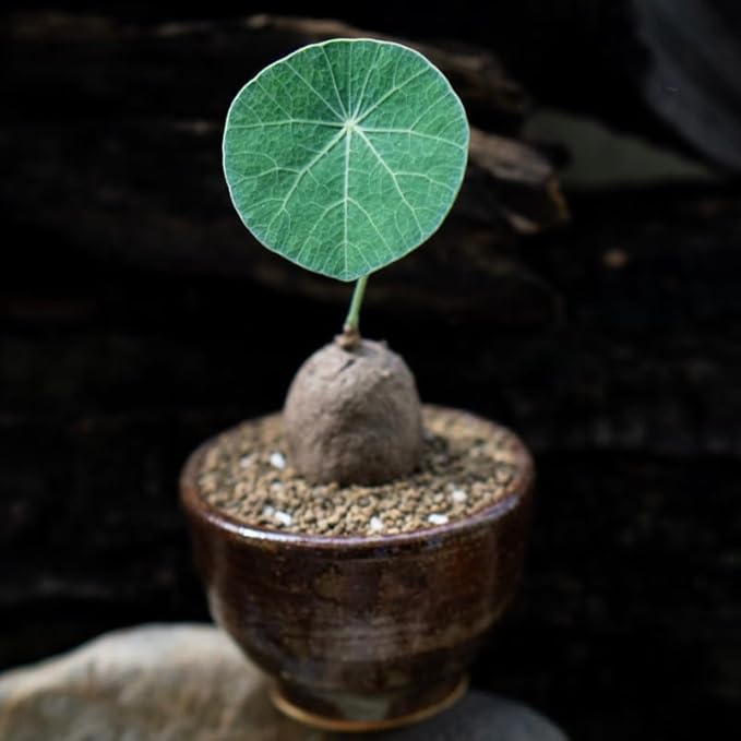 Stephania Erecta Bulb Style Plant in 3.5 – 4" Inch Pot | Stephania Cephalantha Live Caudex | Easy Indoor Growing | Decorative Addition to Home & Office | Ideal for Unique Plant Gifts