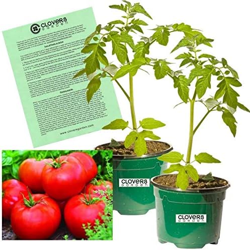 Clovers Garden Big Boy Tomato Plants- Two (2) Live Plants – Non-GMO - Not Seeds – Each 4"-8" Tall in 4 Inch Pots - Great Canner & Slicer
