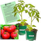 Clovers Garden Big Boy Tomato Plants- Two (2) Live Plants – Non-GMO - Not Seeds – Each 4"-8" Tall in 4 Inch Pots - Great Canner & Slicer