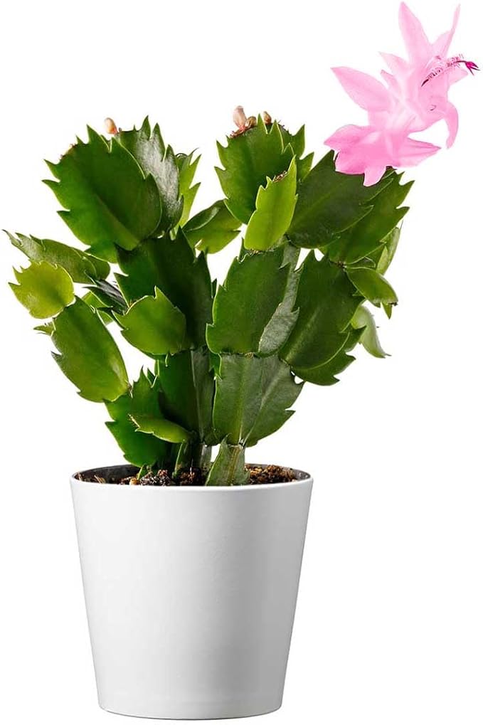 American Plant Exchange Live Christmas Cactus – 4-Inch Pot Cover – Easy Care Flowering Succulent with Festive Blooms for Holiday Home Décor, Kitchens, Offices, Patios & Indoor Displays