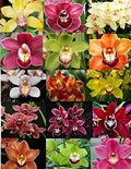 4 Live Cymbidium Orchid Plants (Cymbidium)