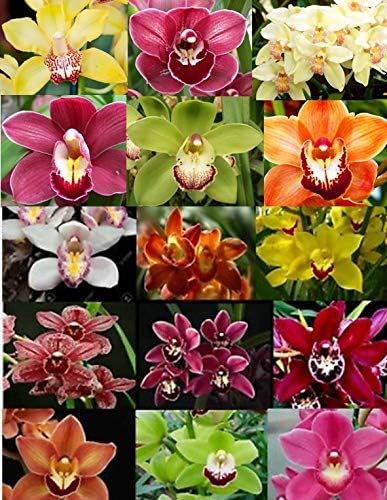 4 Live Cymbidium Orchid Plants (Cymbidium)