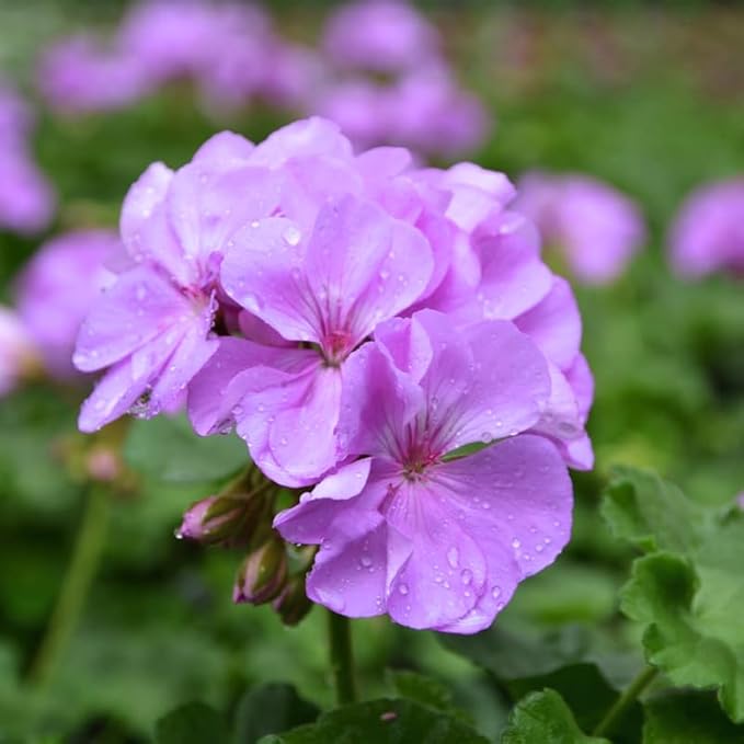 Set 2 Geranium Plants Live, 4-9 Inches Tall, Hardy Flowering Geraniums for Garden or Pots, Fragrant Perennial Blooms (Lavender Geranium)