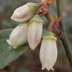 Becki Blue Blueberry Bush (2.5 Quart) Deciduous Fruit-Bearing Shrub - Full Sun Live Outdoor Plant