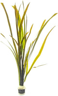 SubstrateSource Live Plant - Tall Grass, Vallisneria Spiralis 'Leopard' - Easy Care, Moderate to High Light, Rosette Accent, Freshwater Aquatic Plant for Aquascaping - Lead Bunch
