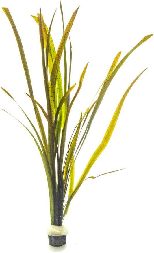SubstrateSource Live Plant - Tall Grass, Vallisneria Spiralis 'Leopard' - Easy Care, Moderate to High Light, Rosette Accent, Freshwater Aquatic Plant for Aquascaping - Lead Bunch