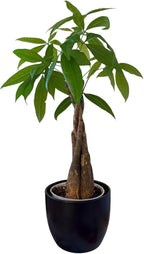 Money Tree Live Plant | 14-22 Inches Tall Bonsai | Easy to Grow Indoor Houseplant | Home, Office, or Room Decor | Birthday, Housewarming Gift (Black)