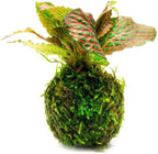 SubstrateSource Live Planted Decor - Nerve Plant (Fittonia albivenis) on Clay Moss Ball - Low to Medium Light, Dark Green Leaves with Veins Terrarium Plant, Emersed or Paludarium Placement - 1 Pack