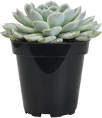 Altman Plants, Arctic Ice Echeveria Succulent Plants Live Succulents Plants Live with Pot, Live Indoor Plants Live Houseplants Live Indoor House Plants Indoors Live Plants Outdoor Plants Live Plant