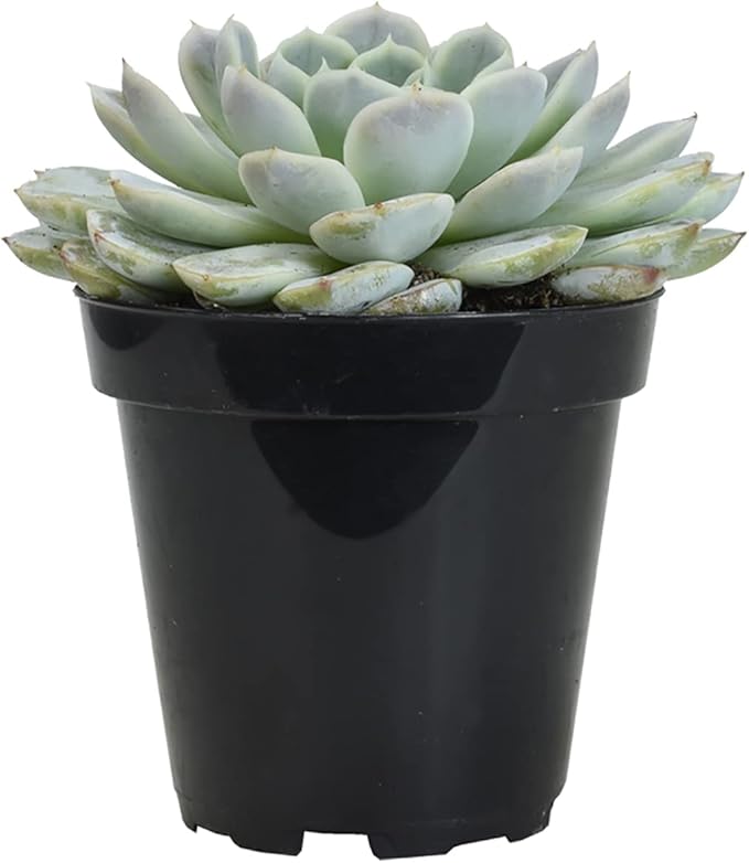 Altman Plants, Arctic Ice Echeveria Succulent Plants Live Succulents Plants Live with Pot, Live Indoor Plants Live Houseplants Live Indoor House Plants Indoors Live Plants Outdoor Plants Live Plant