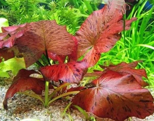 Dwarf Water Lily Bulb Nymphaea Stellata Live Aquarium Plant Guarantee to Grow Rhizome Root Also for Bonsai Bowl or Patio Water Feature Awesome Aquatic (1, Dwarf Water Lily)