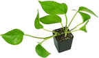 Josh's Frogs Epipremnum aureum Pothos (Jade)