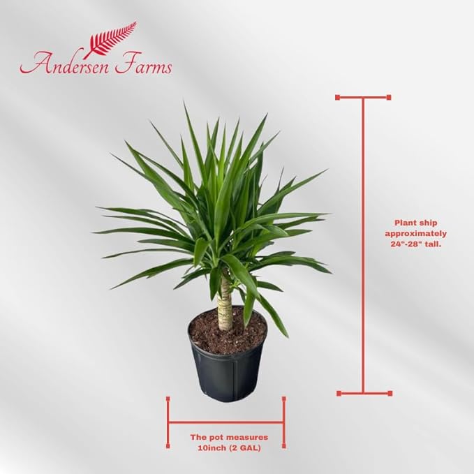 Yucca Cane – 10 Inches Grower Pot – Live Indoor/Outdoor Air Purifying Plant – Drought-Tolerant Easy Care Tropical Houseplant for Home or Office Décor