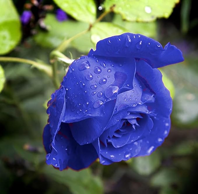 50+ Climbing Rose Seeds Flowers Vine Garden Planting
