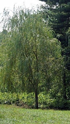 5 Willow Trees- Ready to Plant - 2 Weeping Willow Trees + 2 Austree Hybrid Willow Trees + 1 Corkscrew Willow Tree - Indoor Outdoor Live Trees - Bonsai Starts