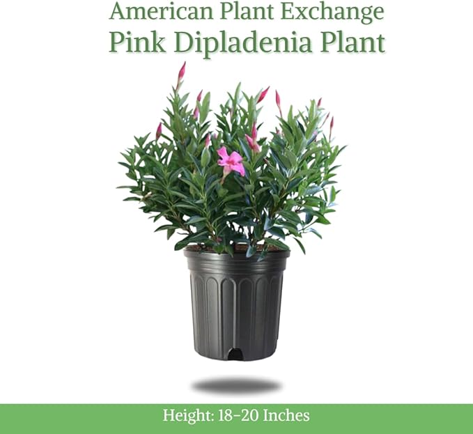 American Plant Exchange Pink Dipladenia Bush, Large 10-Inch Pot, Live Plant, Flowering Shrub for Container Gardens and Landscapes, Continuous Bloomer, Indoor & Outdoor Use