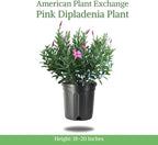 American Plant Exchange Pink Dipladenia Bush, Large 10-Inch Pot, Live Plant, Flowering Shrub for Container Gardens and Landscapes, Continuous Bloomer, Indoor & Outdoor Use