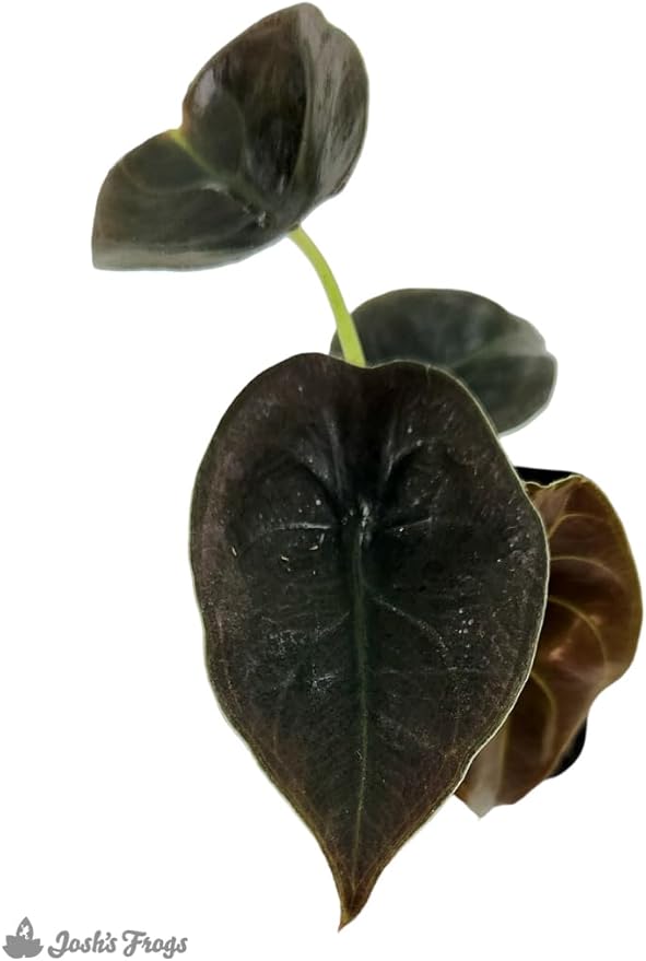 Josh's Frogs Alocasia cuprea 'Red Secret'