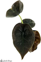 Josh's Frogs Alocasia cuprea 'Red Secret'