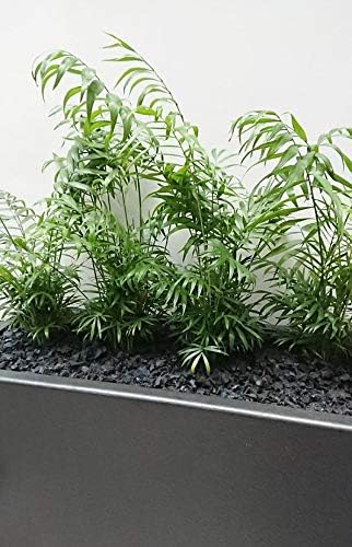 Neanthe Bella Parlor Palm - 5 Live Plants in 6 Inch Pots - Chamaedorea Elegans - Beautiful Clean Air Indoor Houseplant