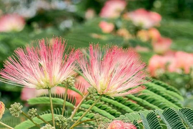 Pink Flower Persian Mimosa Silk Tree Live Starter Plant Albizia Julibrissin 2 Inch Pot (3)