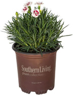 Scent First® Coconut Surprise Dianthus, 2.5 Quart, White Flowering Live Perennial Plant - Fragrant Groundcover