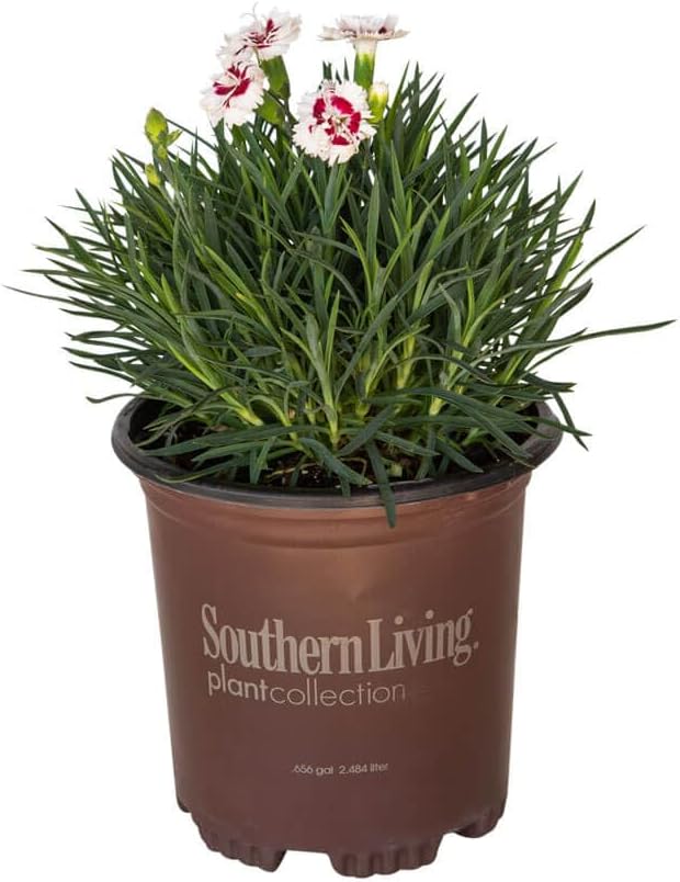 Scent First® Coconut Surprise Dianthus, 2.5 Quart, White Flowering Live Perennial Plant - Fragrant Groundcover
