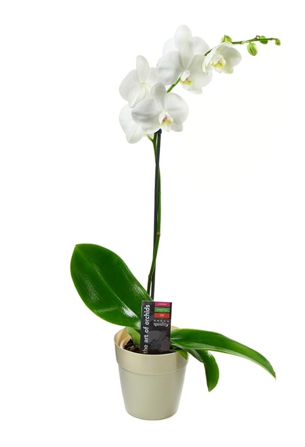 KaBloom - White Phalaenopsis Orchid Plant (18-24 Inches Tall) (1 Stem) in a White Pot - Fresh Flowers for Birthday, Valentine's & Mother's Day