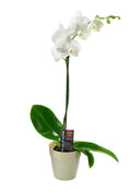 KaBloom - White Phalaenopsis Orchid Plant (18-24 Inches Tall) (1 Stem) in a White Pot - Fresh Flowers for Birthday, Valentine's & Mother's Day