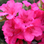 Double Dark Pink Azalea Plant Live, 7 Months Old Rhododendron Like, Azalea Rhododendron Tree Flowers Plants Live Bush in Pot