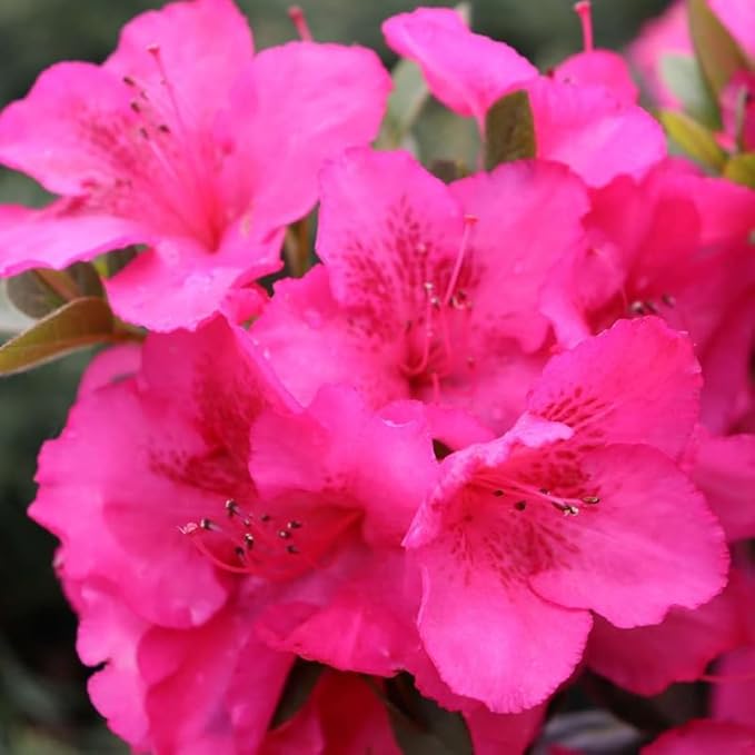 Double Dark Pink Azalea Plant Live, 7 Months Old Rhododendron Like, Azalea Rhododendron Tree Flowers Plants Live Bush in Pot