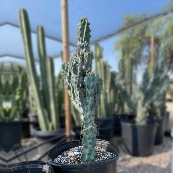 Cactus Outlet - Curiosity Cactus Plants Live, Live Plants Indoor & Outdoor Use, Live Cactus, 12”-18” - Rare Large Live Cactus - Landscape Ready Large Cactus Plant Live Delivered Right to Your Door