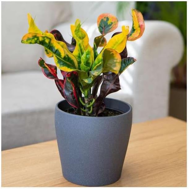 Croton Mammy Live Plant for Indoor | Different Houseplants in 4'' & 6'' Pot | Real House Plant for Living Room, Office, Desk & Bathroom | Codiaeum | Mammy